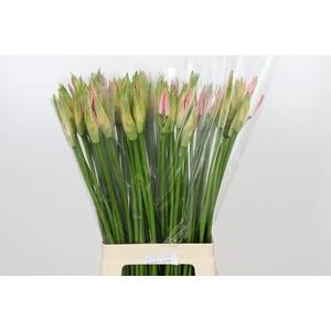 Nerine Vesta K