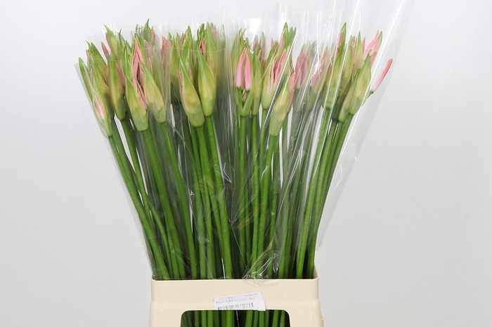 <h4>Nerine Vesta K</h4>