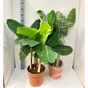 MUSA DWARF CAVENDISH