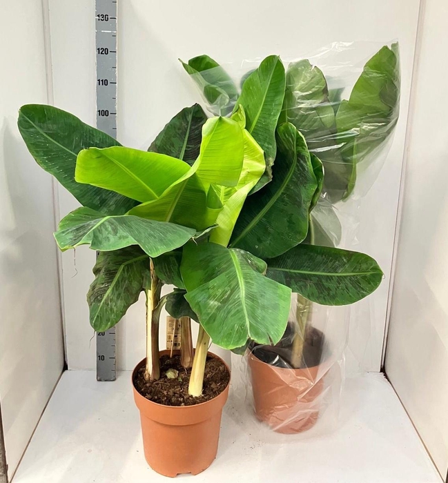 <h4>MUSA DWARF CAVENDISH</h4>