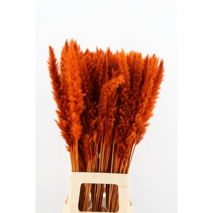 DF Pampas Silvy Orange