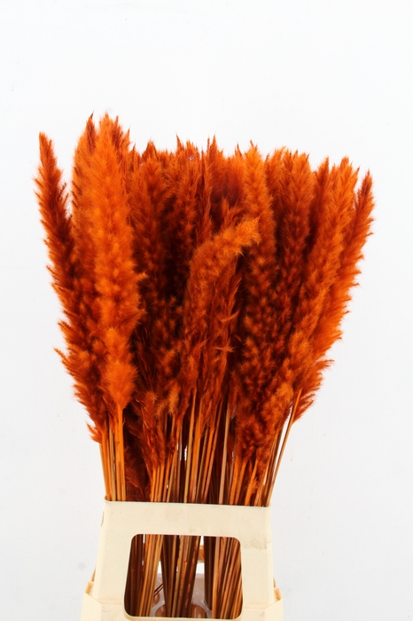 <h4>DF Pampas Silvy Orange</h4>