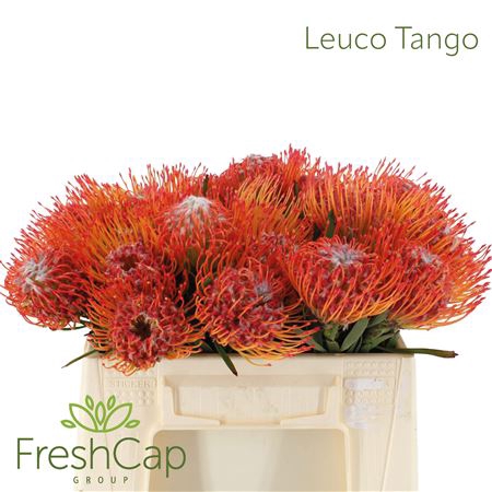 Leuco Tango