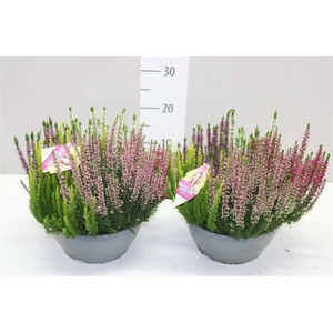 Calluna Schaal Beauty Lady High Five