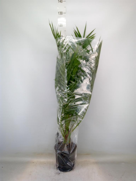 <h4>Phoenix canariensis</h4>