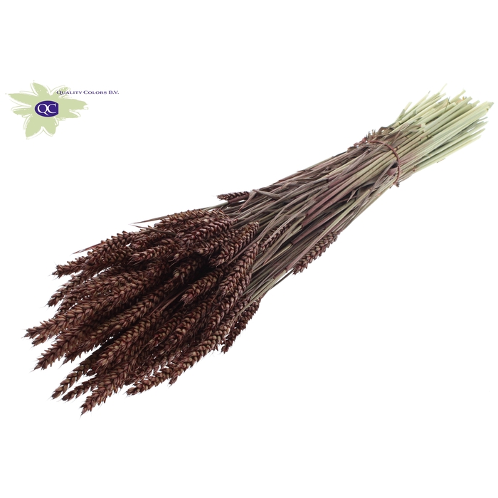 <h4>Triticum per bunch Brown</h4>
