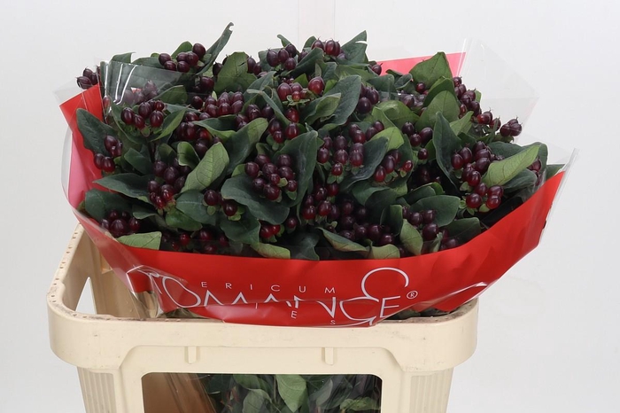 Hypericum Rocky Romance Spray