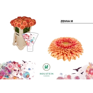 Germini Pomponi Zenna M Water