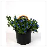 Glando Diffusa 14 Cm. Pot