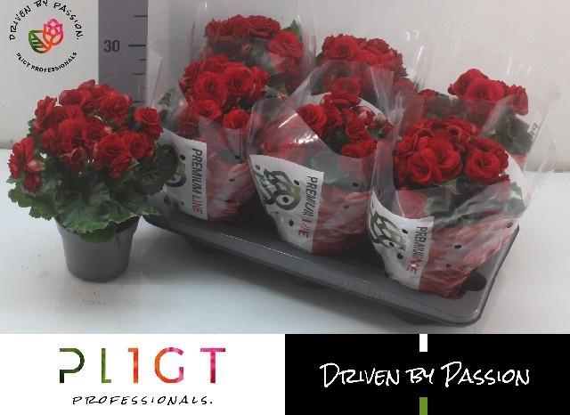 <h4>BEG DU BALADIN</h4>