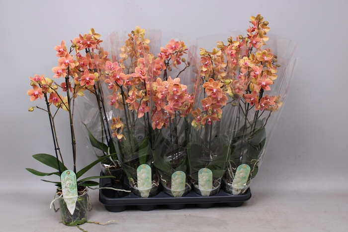 Phal Mf F Sunse Love