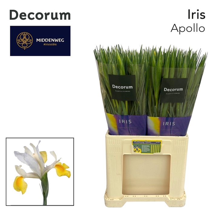 <h4>Iris Apollo Decorum</h4>