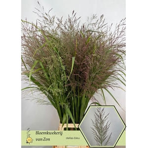 Panicum Dall Blues Frank Zon