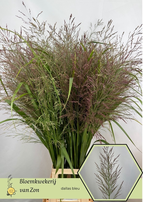 <h4>Panicum Dall Blues Frank Zon</h4>