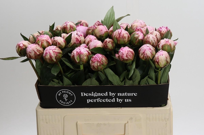 <h4>Paeonia Sarah Bernhardt</h4>
