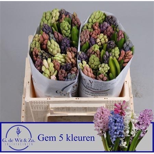 Hyac Gem 5 Kleuren