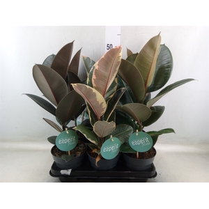 Ficus elastica   ...
