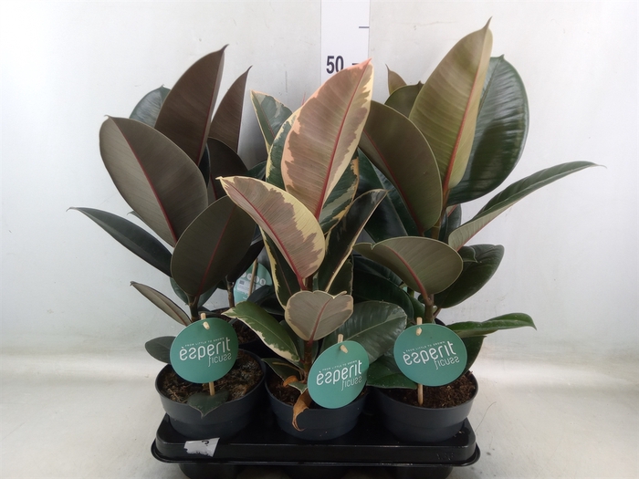 <h4>Ficus elastica   ...</h4>