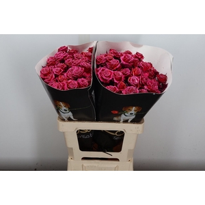 R Tr Wx Flaming Cerise Xl