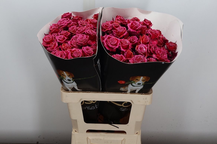 <h4>R Tr Wx Flaming Cerise Xl</h4>