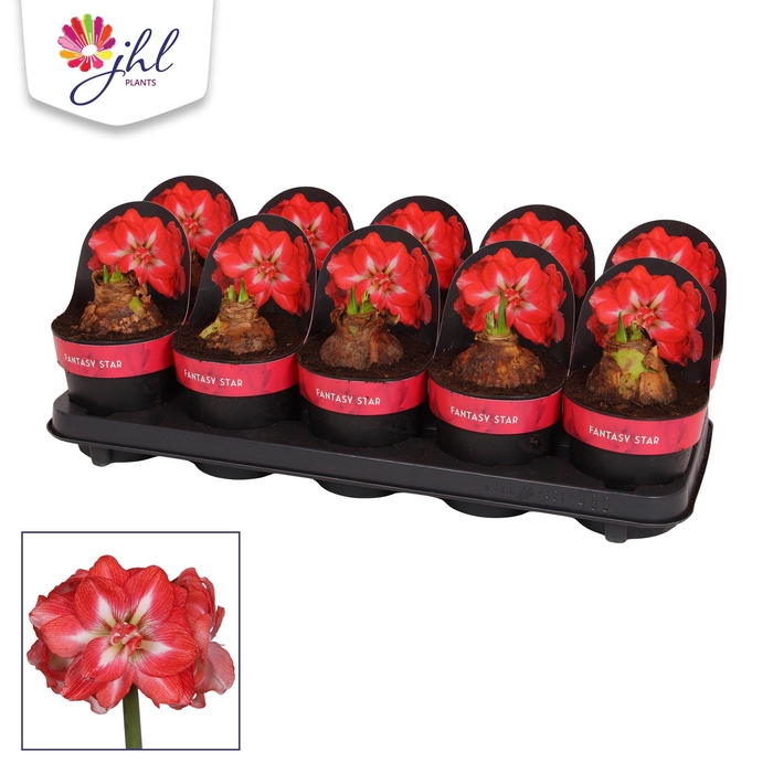 <h4>Amaryllis Fantasy Star (NEW)</h4>