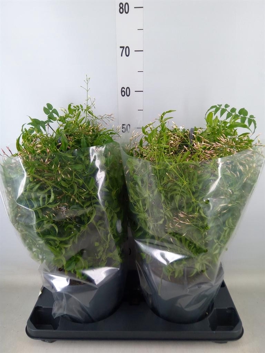 <h4>Jasminum polyanthum</h4>