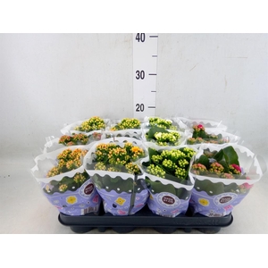 Kalanchoe blos.   ..rosebud mix  5