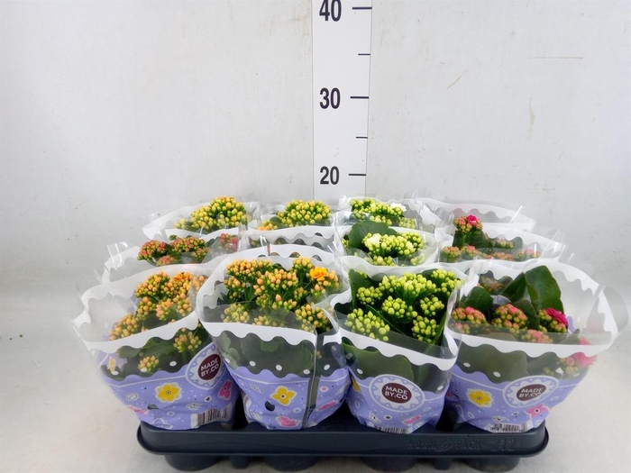 <h4>Kalanchoe blos.   ..rosebud mix  5</h4>