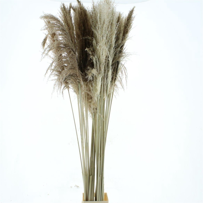 Corta Dried Natural