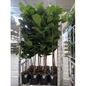 Ficus lyrata