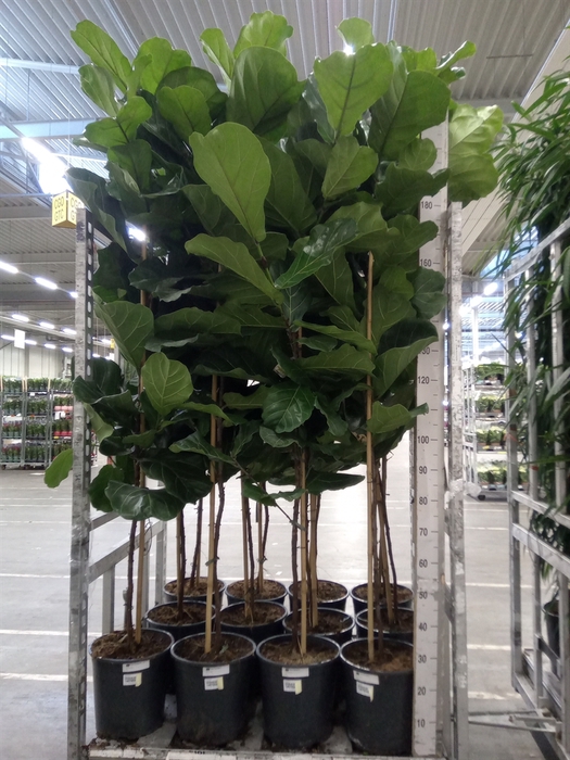 <h4>Ficus lyrata</h4>