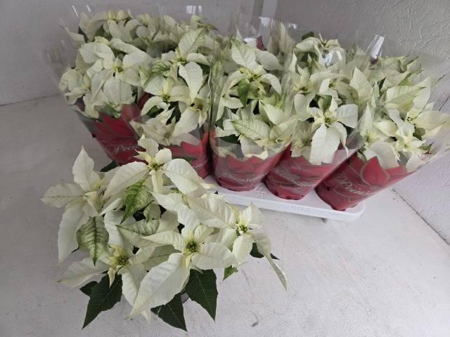 <h4>EUPHOR P PRI P WHITE</h4>