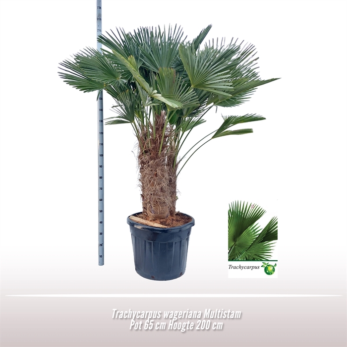 Trachycarpus wageriana Multistam