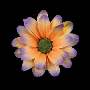 Chr T Kennedy Bonaire