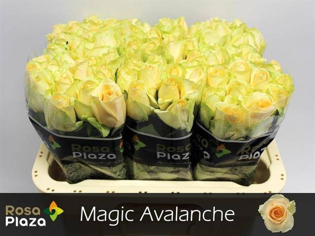 <h4>R Gr Mag Avalanche+</h4>
