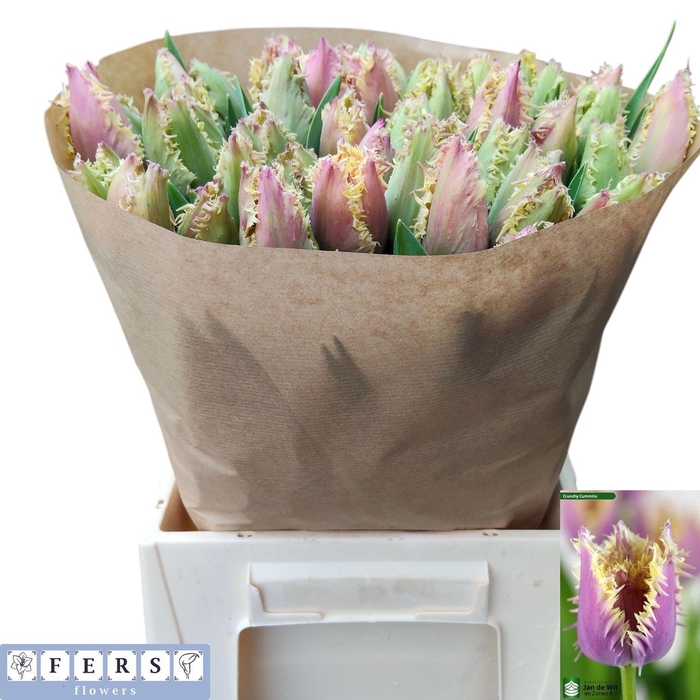 <h4>TU FR CRUNCH CUMMINS</h4>