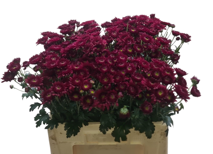 <h4>CHR T SMOKEY</h4>