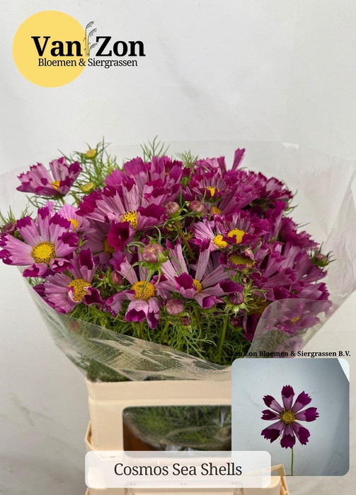 <h4>COSMOS BIPINNATUS</h4>
