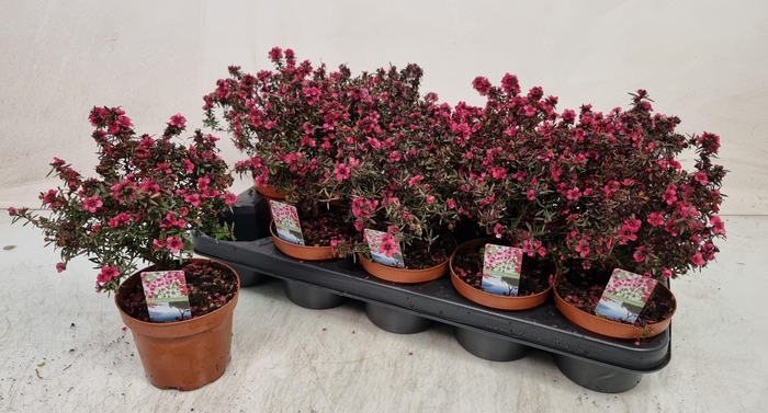 <h4>LEPTO SCOPARIUM</h4>