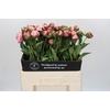 Paeonia Nick Shaylor