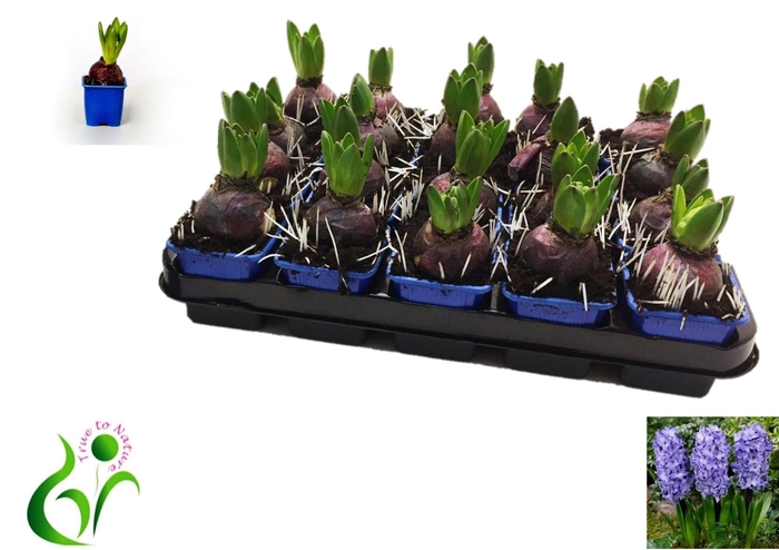 <h4>HYACIN BLUE STAR</h4>