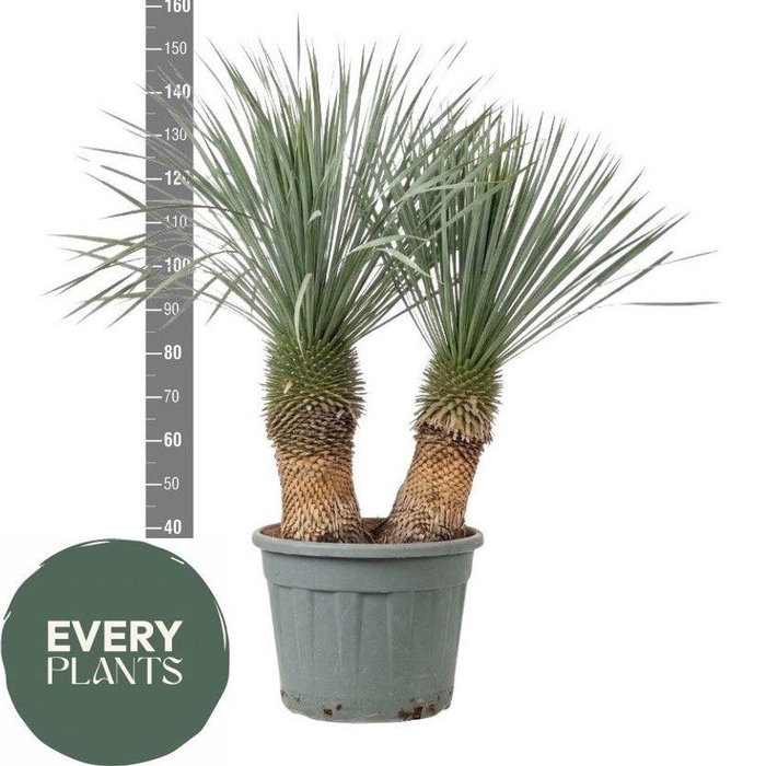 <h4>YUC ROSTRATA</h4>