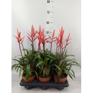 Vriesea  'Elan'