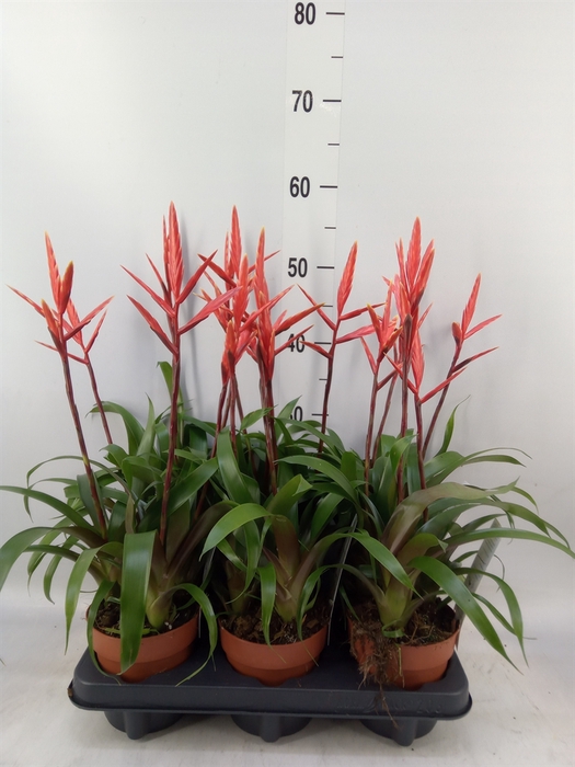 <h4>Vriesea  'Elan'</h4>