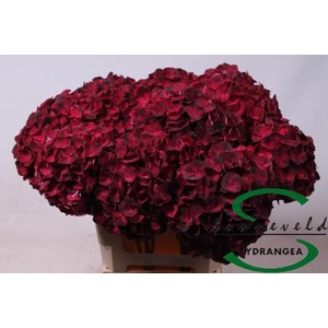 Hydrangea mag dark ruby