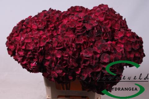 <h4>Hydrangea mag dark ruby</h4>