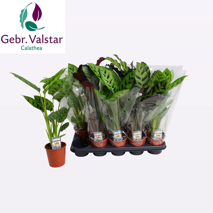 <h4>CALAT GEM 3 SRT</h4>