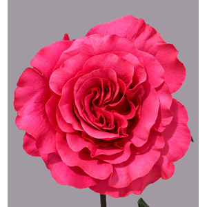 R GR EXOTIX BERRY Tessa
