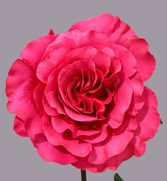 <h4>R GR EXOTIX BERRY Tessa</h4>