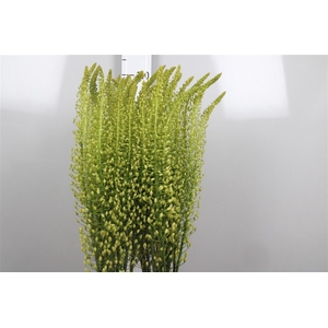 Eremurus Sh Yell Sun
